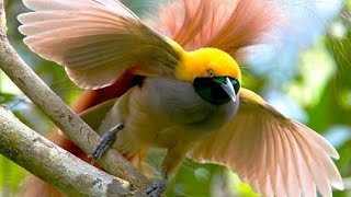 Goldies Bird of Paradise  paradisaes decora [upl. by Anikal]