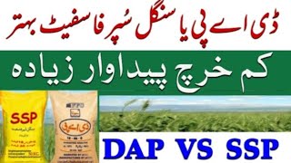 DAP vs Single Super Phosphate Which fertilizer for cheap and standard wheat crop [upl. by Hirsh540]