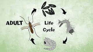 Let’s Learn About the Mosquito Life Cycle [upl. by Aowda]