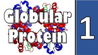 Myoglobin amp Hemoglobin  Biochemistry  سنة أولى طب  كيمياء الحياتية  M1000  10 [upl. by Claybourne934]