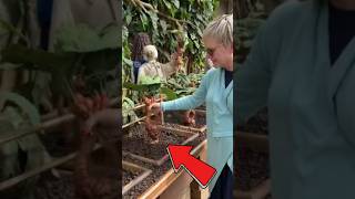 PLANTA QUE GRITA plantas grito natureza nature humor viralvideo harrypotter curiosidades [upl. by Fitzpatrick]