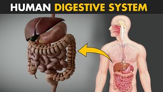 Human Digestive System  How it works  Its parts and functions [upl. by Ettennahs]