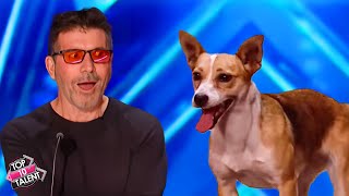 Unforgettable Dog Acts on BGT 🐾🌟 [upl. by Thorma]