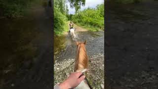 🐴🎵 Horse Hooves in the River horse horselover horseriding hooves horses horselife horsefan [upl. by Eltsirk]