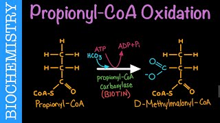 PropionylCoA Oxidation  Biochemistry [upl. by Gerta]