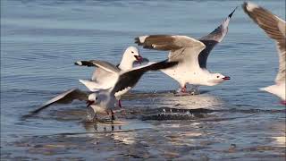 Gulls Noisy Courtship Behaviour  Blissful Birding [upl. by Farnsworth]