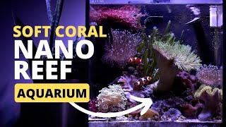 Beautiful Soft Coral Nano Reef Aquarium [upl. by Aivun]