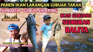 ADA IKAN BESAR SEUKURAN BAYI Panen ikan larangan LUBUAK TARAK NAGARI SUNDATA LUBUK SIKAPING [upl. by Jacquie84]