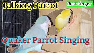 Baby Quaker Parrot Singing  Monk Parakeet Singing Song  Parrot Sounds 🦜 [upl. by Reemas]