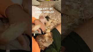 Yorkie doglife yorki smalldogs cute [upl. by Alrac]