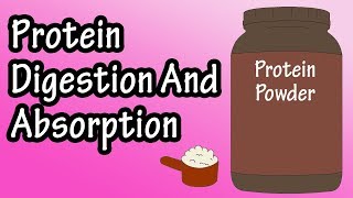 Protein Digestion And Absorption  Protein Metabolism [upl. by Scevor]