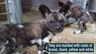 Endangered African painted dog pups born at Michigan zoo [upl. by Aleira]