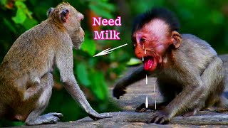 Too Hungry Watch this Cute Little Monkey Begging for Breastfeeding primateprofiles [upl. by Magavern]