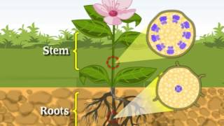 CBSE Class 9 Science Introductory Video Tissues [upl. by Blanca]