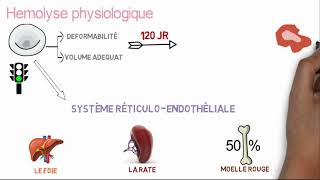 Comprendre lanémie hémolytique en 10 min [upl. by Arraeic]