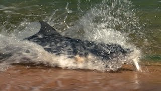 Dolphins Fishing on Land  BBC Earth [upl. by Arno]