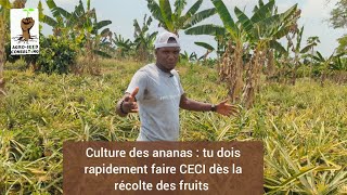 Culture des ananas🍍🍍  tu dois rapidement faire CECI dès la récolte des fruits [upl. by Enelra]