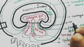 Extraembryonic membrane  amnion chorion allantois yolksac  EEM  organs from germ layers [upl. by Ilegna]