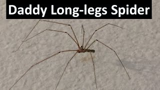 Daddy LongLegs Spider Pholcus phalangioides  short documentary on Daddy longlegs spider [upl. by Eisac34]