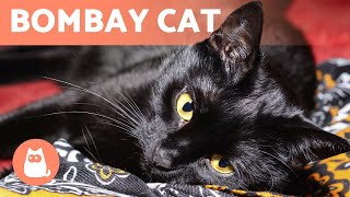 BOMBAY CAT 🐱 Characteristics Care and Health 🐾 [upl. by Oynotna]