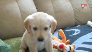 Puppy labrador cry [upl. by Leund]