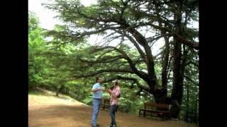 The World Cedar Trees in Lebanon [upl. by Groves]