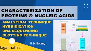 Characterization of proteins amp nucleic acids Analytical technique hybridizationDNA sequencingBlot [upl. by Graehl]