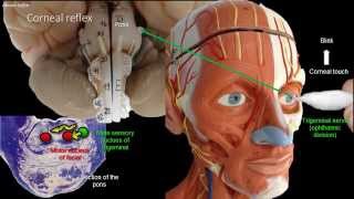 Anatomy of the corneal reflex [upl. by Yesima357]