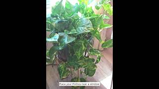 Money plant  Pothos plant [upl. by Dow]