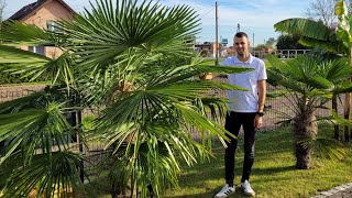 Zakończenie sezonu Pomiary palm Trachycarpus Fortunei Wagnerianus Butia Capitata Brahea Armata [upl. by Domel]