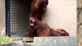 00 オランウータンの赤ちゃん生後12日多摩動物園・Newborn Baby Orangutan [upl. by Arakaj]