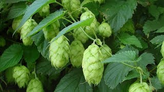 ⟹ NUGGET HOPS  Humulus lupulus  This is the last year im growing it heres why [upl. by Beatty]