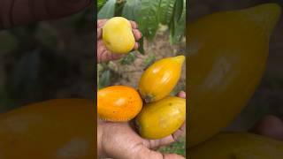 Egg Fruit  Canistel  முட்டை பழம் shortsfeed shortsvideo allwinjilly [upl. by Sherfield965]