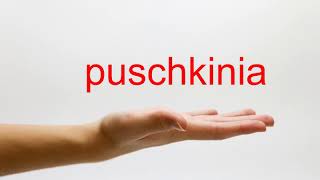 How to Pronounce puschkinia  American English [upl. by Esteban]