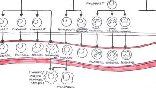 An introduction to Haematopoesis [upl. by Pennie587]