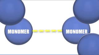 Monomers vs Polymers  Biology Tutorial [upl. by Adlee]