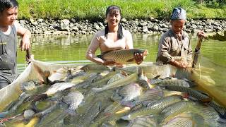 Harvesting A Lots Of Big Fish Goes To Countryside Market Sell  Use 3Wheeled Vehicle To Transport [upl. by Nnod]