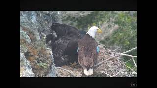 Koa Oldest Eaglet at the West End Nest Steals and Mantles a Fish 04292024 exploreorg [upl. by Nichol]