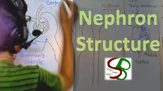 Nephron structure [upl. by Ogdan771]