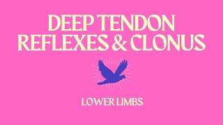 Deep Tendon Reflexes and Clonus Lower Limbs [upl. by Freddi]