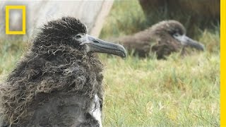 Saving Albatross Chicks From Tsunamis and Rising Seas  National Geographic [upl. by Leiad]