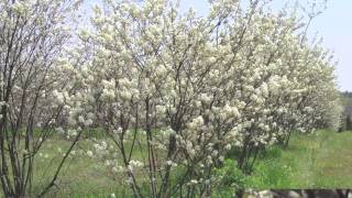 Fast Growing Serviceberry For Sale [upl. by Iz]