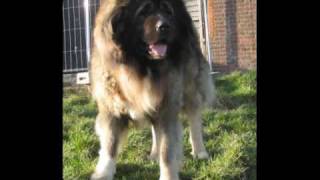 Kennel of CASMALU Vinny Hunza Owner Polle Belgium wwwcasmalube [upl. by Niret]