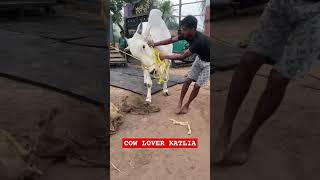 New Entry at Pathan Cattle Farm 2025 cowfarm bismillahcattle animals viralvideos bullcalf [upl. by Aciruam302]