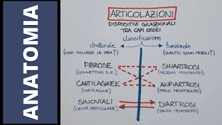 Come sono fatte le articolazioni [upl. by Nihahs85]