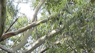 Blue Monkeys at Satemwa Tea amp Coffee Plantation Malawi [upl. by Ssecnirp876]