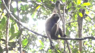 Gibbon swinging through trees in Sabangau [upl. by Ahsitak566]