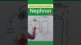 Nephron Structure kidney excretorysystem nursing ncertbiology neet2024 [upl. by Whitman]