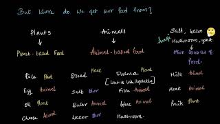 Where do we get our food from Sources of Food  Middle School Science  Khan Academy [upl. by Ahtreb]