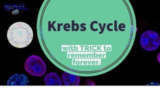 Krebs Cycle Made easy  with trick to learn quickly  biochemistry [upl. by Aenitsirhc]